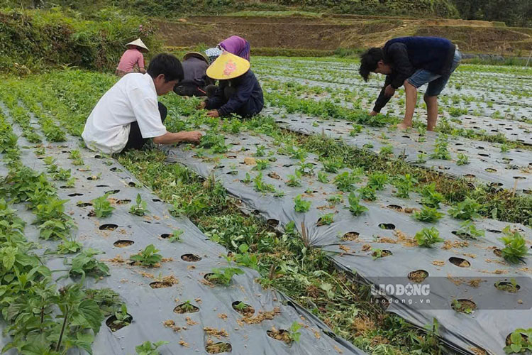 Người dân trồng cây dược liệu. Ảnh: Đinh Đại