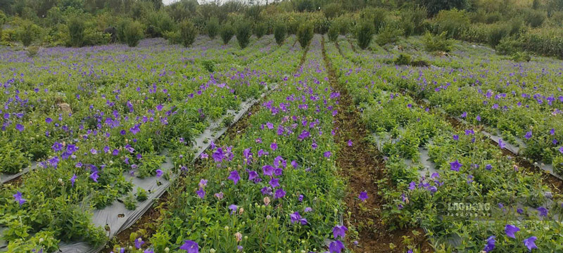 A sand flower growing area in Lung Phinh commune, Lao Cai province. Photo: Dinh Dai