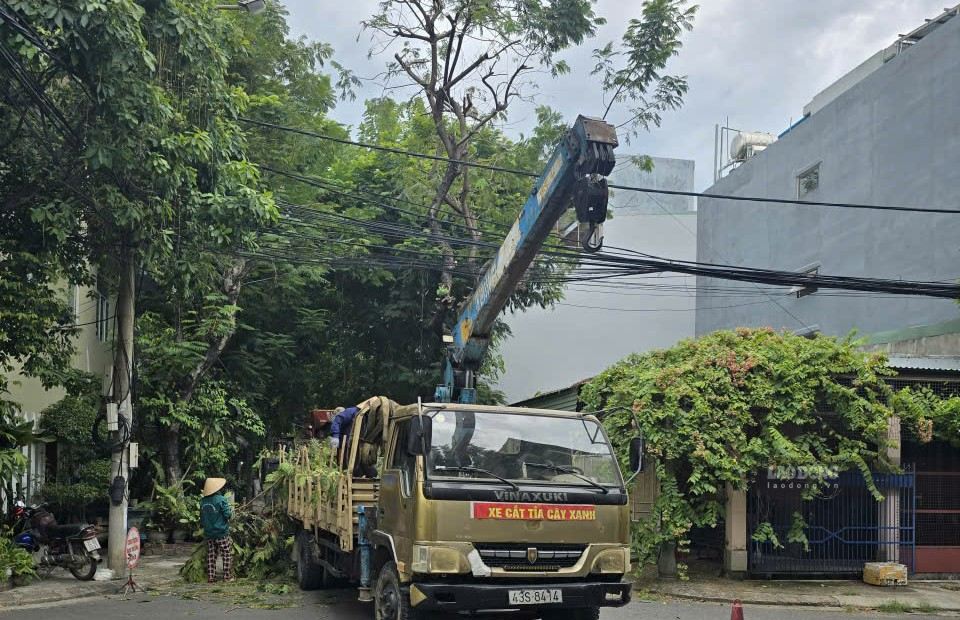 Da Nang is deploying street tree pruning to prevent storms and winds. Photo: Tra Ban