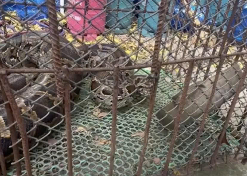 Image of a python in an iron cage of a household in Noi Xa village (Hoa Xa commune, Hanoi). Photo: Provided by Noi Xa village chief