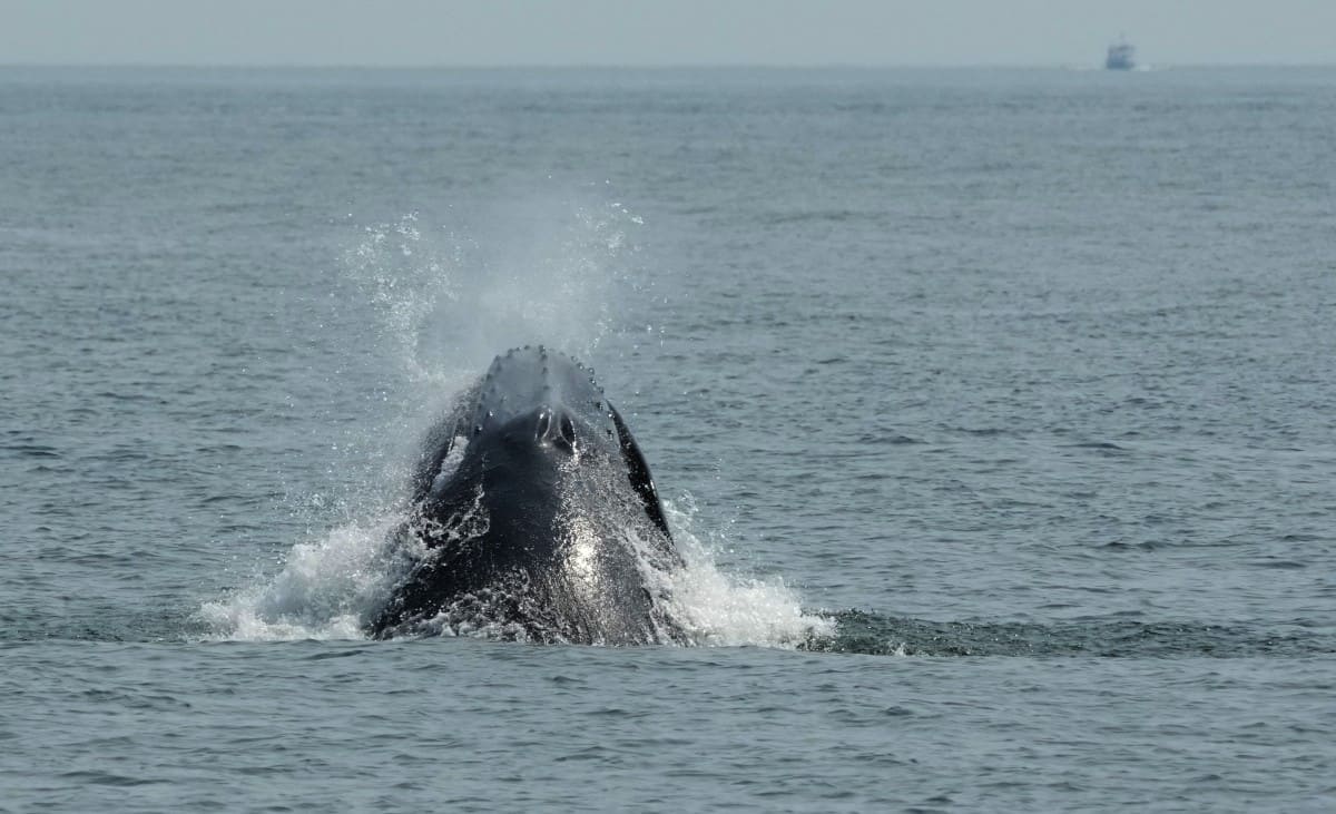 A humpback whale rises to the surface of water in the waters off New York, USA. Photo: AFP