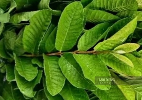 Guava leaf water is said to support belly fat reduction and weight loss, but needs to be used properly. Photo: Kieu Vu