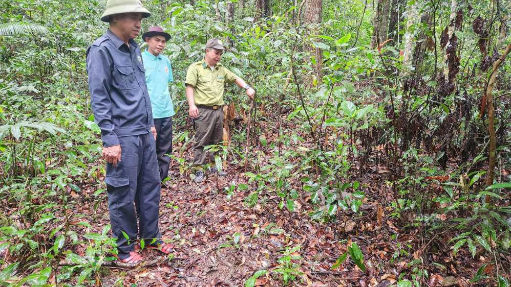 Releasing rare animals back to the natural forest. Photo: Thanh Tuan