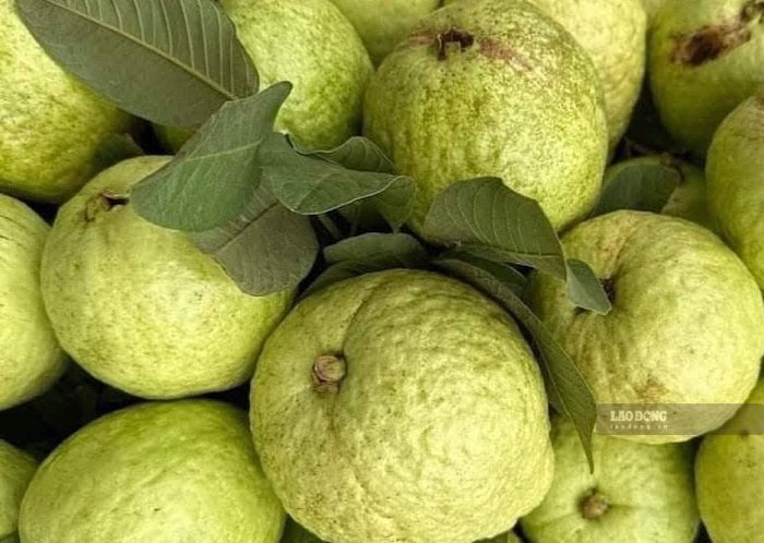 Combining collagen with foods rich in vitamin C such as guava can support the process of collagen synthesis in the body more effectively. Photo: Kieu Vu