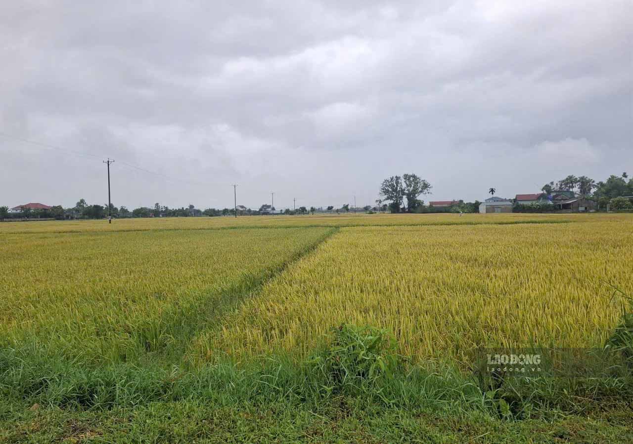 Prolonged heavy rain, risk of thousands of hectares of rice in low-lying areas in Ha Tinh being flooded. Photo: Tran Tuan