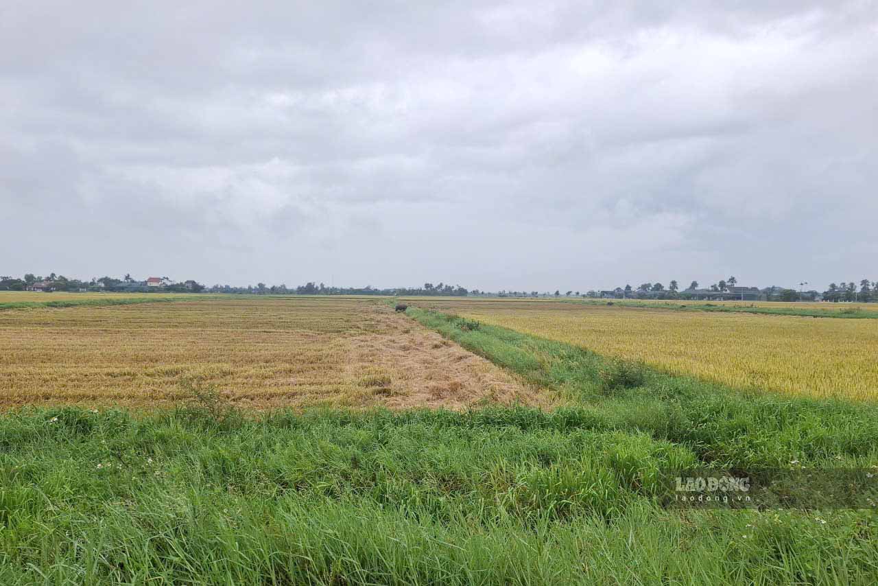 Đến thời điểm này, toàn tỉnh Hà Tĩnh mới thu hoạch được khoảng 3.000 hecta lúa. Ảnh: Trần Tuấn