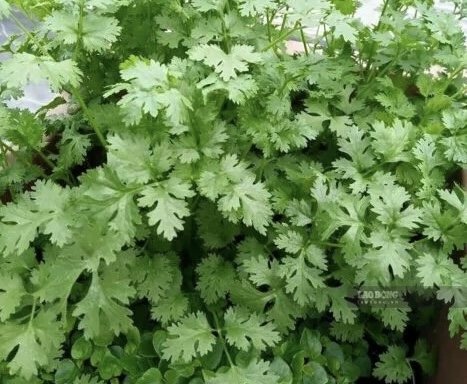 Coriander can support the liver detoxification process but needs to be used properly. Photo: Kieu Vu