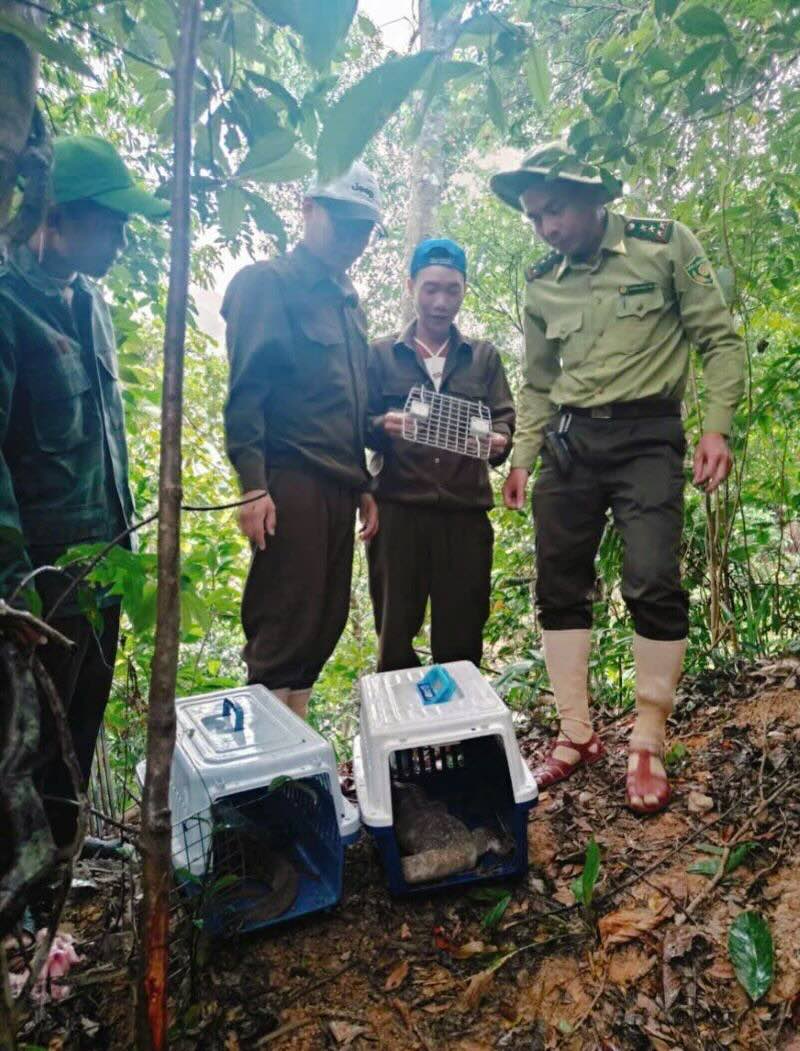 Tái thả động vật hoang dã về tự nhiên. Ảnh: Trung tâm Cứu hộ, Bảo tồn và Phát triển sinh vật