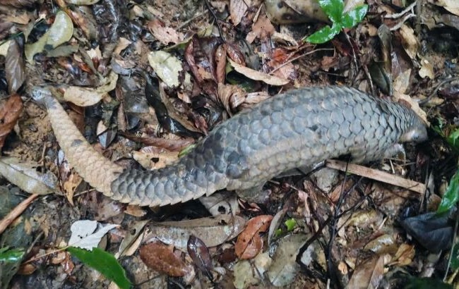 Wildlife individuals re-released in Phong Nha - Ke Bang. Photo: Center for Rescue, Conservation and Development of Organisms