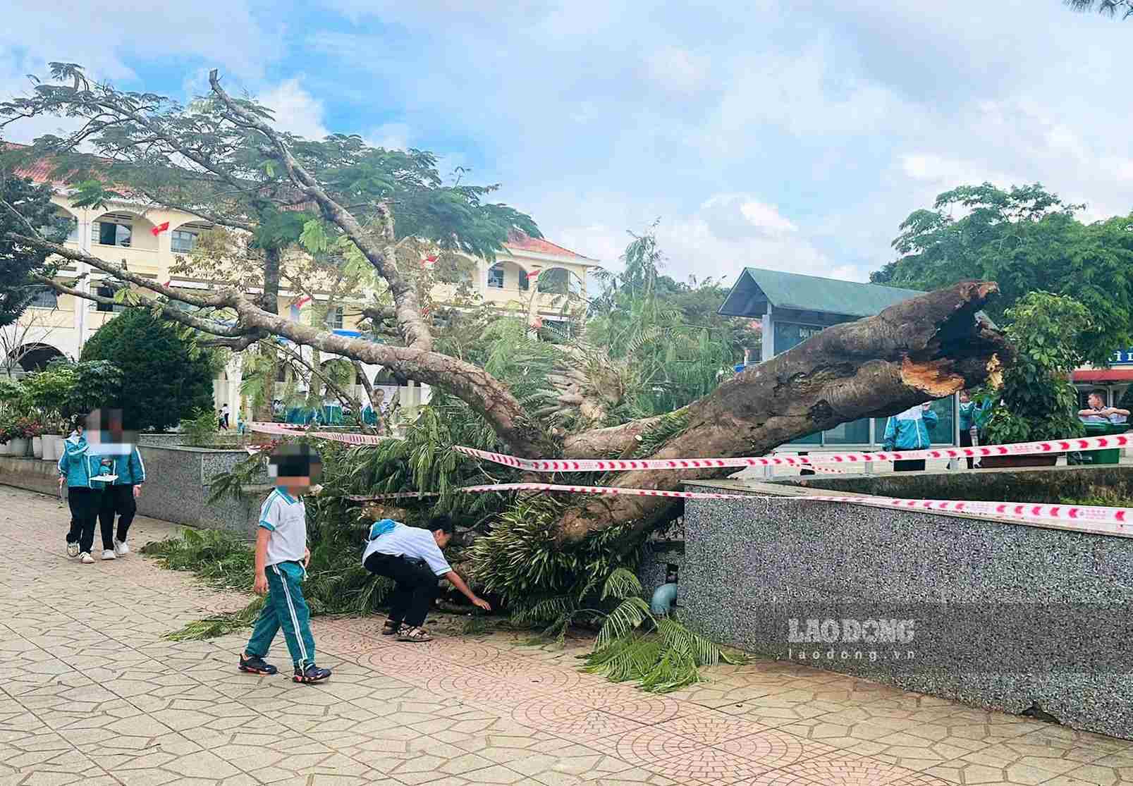 Ancient phoenix tree uprooted and fallen in the yard of Nguyen Trai Elementary School, Ward 2, Bao Loc in 2025. Photo: Phuc Khanh