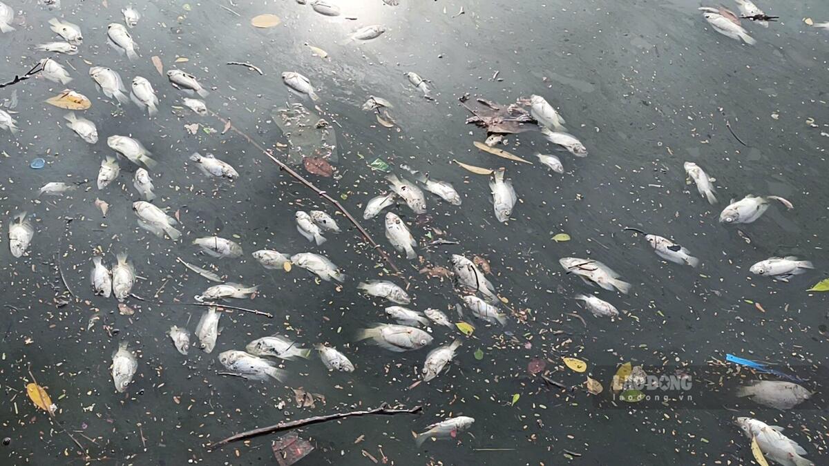 Dead fish, floating white in the Phuong Luu regulating lake area in the center of Hai Phong city. Photo: Mai Dung