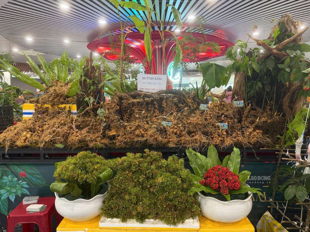 Ginseng products presented at the Ngoc Linh Ginseng Festival in Da Nang. Photo: Tra Ban