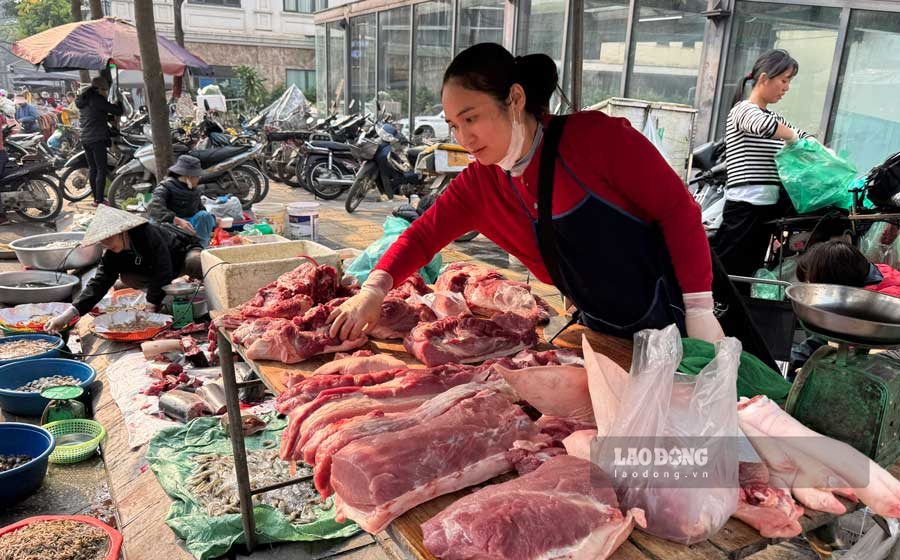 Live hog prices have continuously decreased recently. Photo: Thuy Linh
