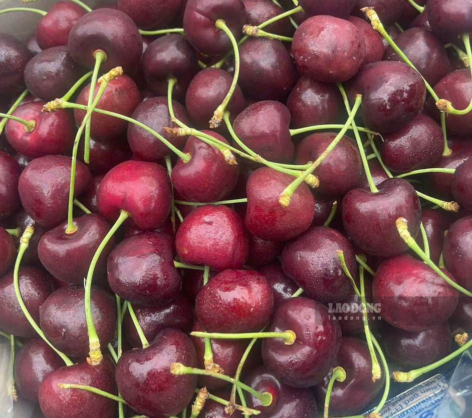 Les cerises sont l'un des fruits qui aident à limiter l'augmentation de l'acide urique et à réduire le risque de rechute de la goutte. Photo: Quang Minh