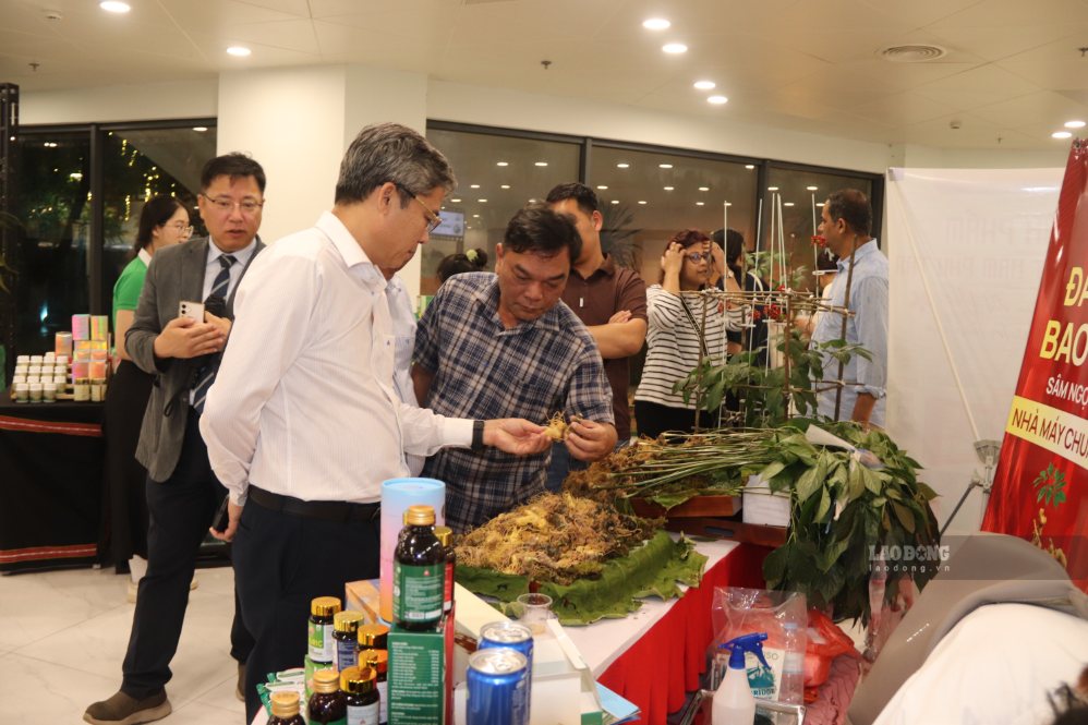 Ngoc Linh ginseng needs to promote deep processing instead of just stopping at traditional fresh ginseng products. Photo: Nguyen Linh