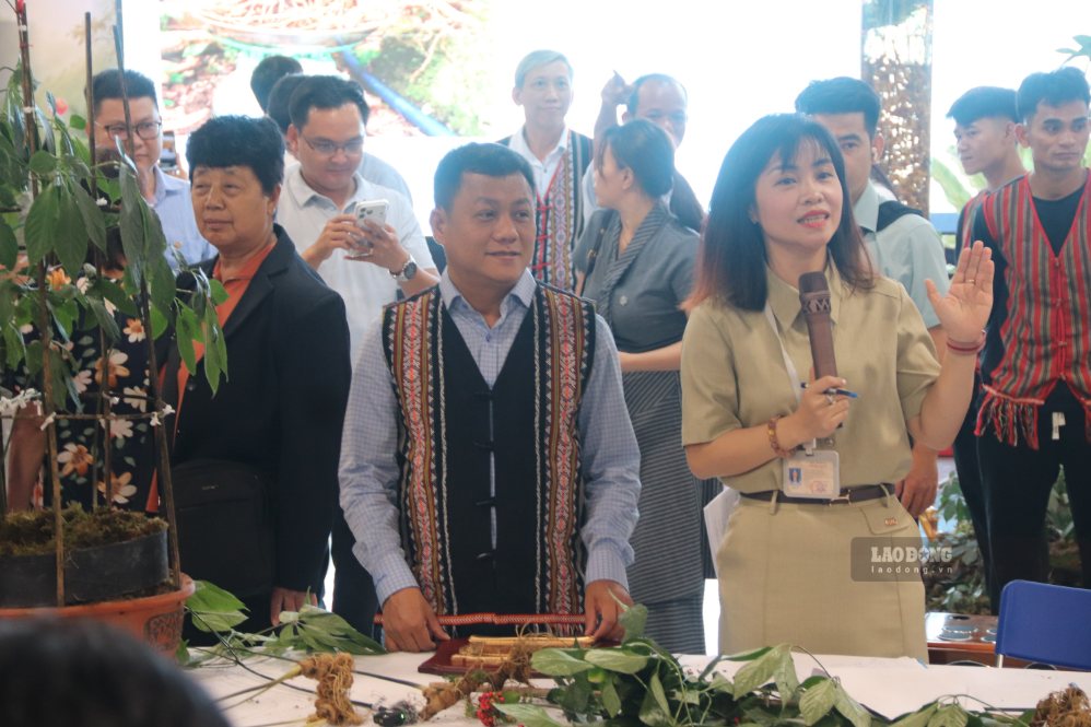 Phiên đấu giá sâm Ngọc Linh tại Đà Nẵng. Ảnh: Nguyễn Linh