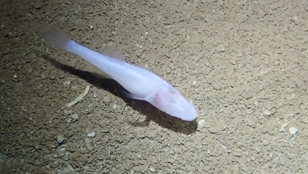 The "devil" cave fish has no eyes, the body is so transparent that the brain can be seen through the skin. Photo: Photo: Research team of Dr. Matthew Niemiller