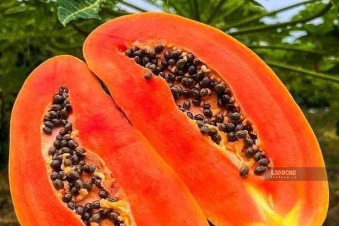 La papaye contient de nombreuses vitamines, fibres et minéraux bénéfiques pour la santé. Photo: Kiều Vũ