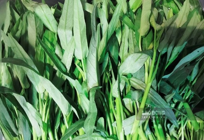 People with high uric acid should limit eating water spinach. Photo: Kieu Vu