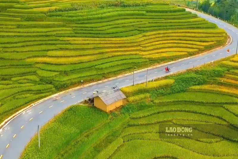 Những thửa ruộng bậc thang ở Y Tý bắt đầu chuyển sang sắc vàng khi mùa lúa chín cận kề. Đinh Đại