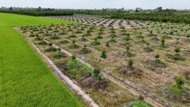 Tại Đồng Tháp, diện tích sầu riêng tăng nóng qua từng năm. Ảnh: Phong Linh.