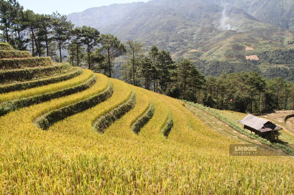 Mùa vàng trải dài trên những sườn núi ở Mù Cang Chải. Ảnh: Hào Hoa