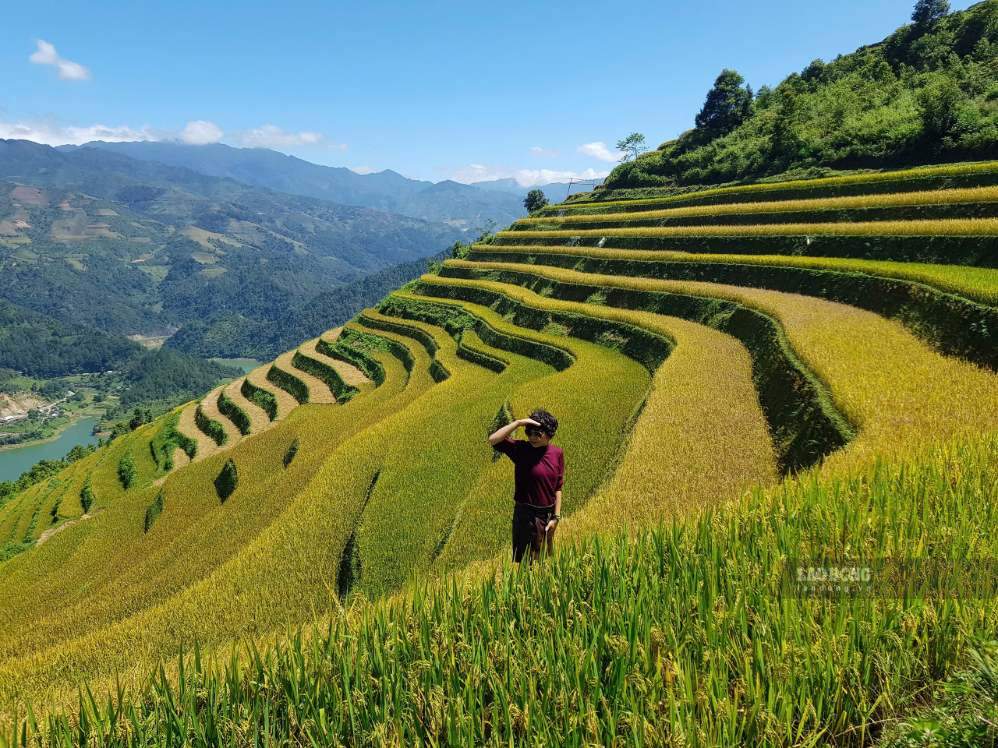 Sắc vàng của lúa chín nổi bật giữa màu xanh của núi rừng. Ảnh: Hào Hoa