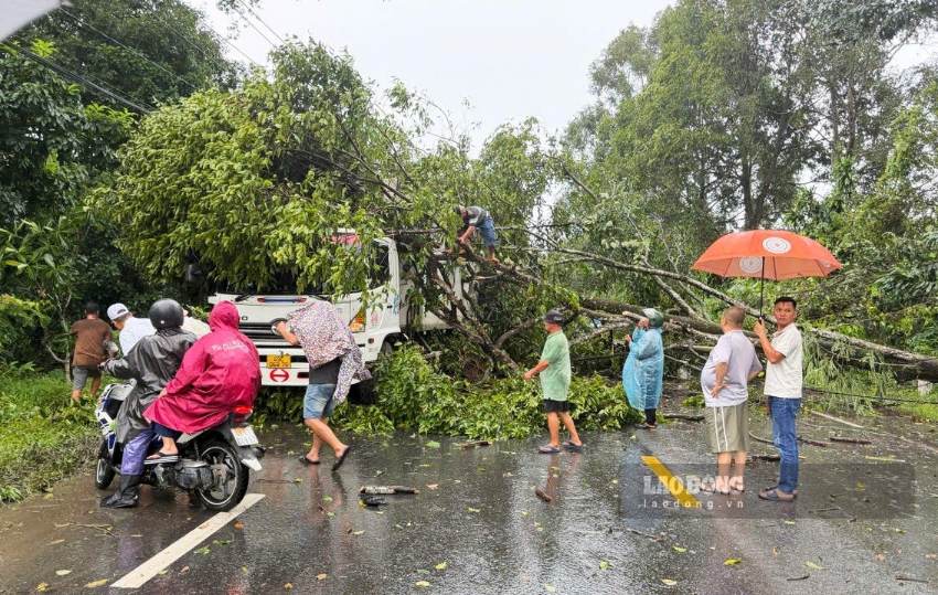 Cây rừng cổ thụ ngã đổ trúng xe tải lưu thông trên Đèo Chuối. Ảnh: Phúc Khánh 