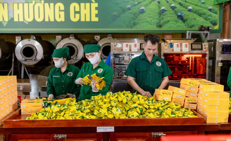Hao Dat Tea Cooperative believes that businesses need time to get used to, standardize and update data on the system. Photo: Hao Dat Tea Cooperative provided