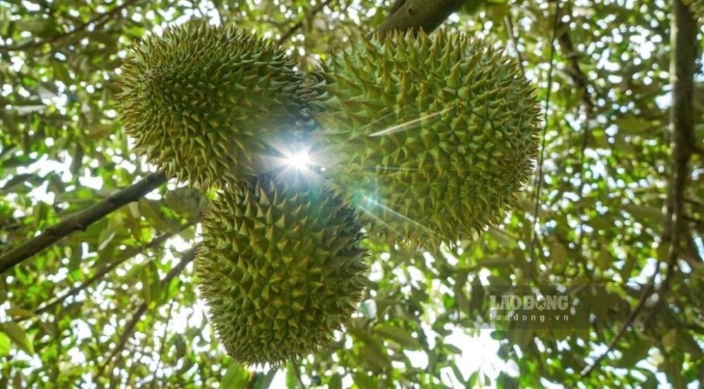 The approval of hundreds more planting area codes opens up opportunities to increase Vietnamese durian exports to China. Photo: Phong Linh