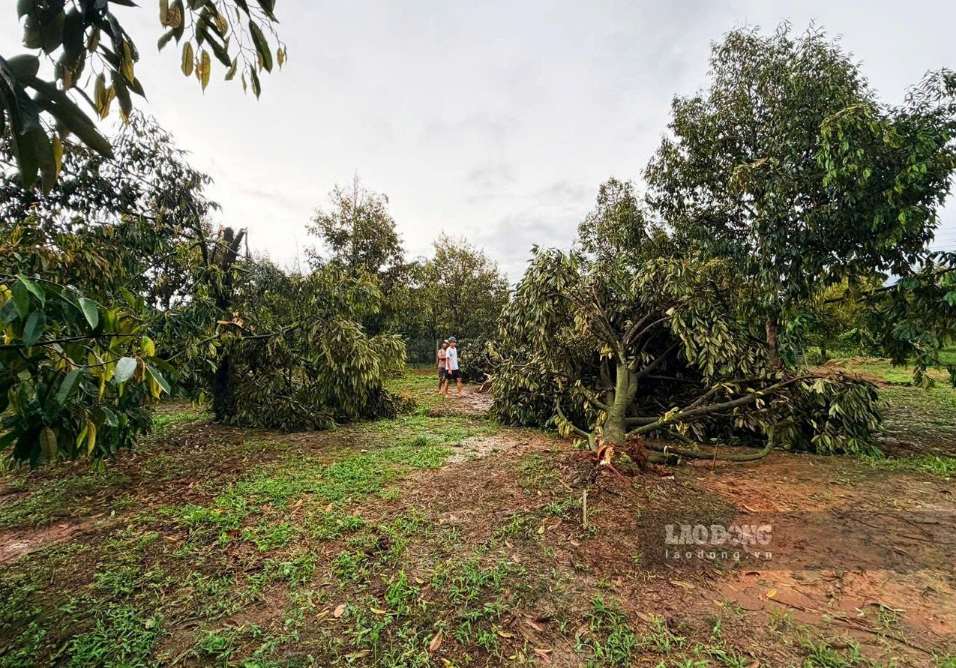 Da Huoai durian capital heavily damaged by tornado. Photo: Phuc Khanh