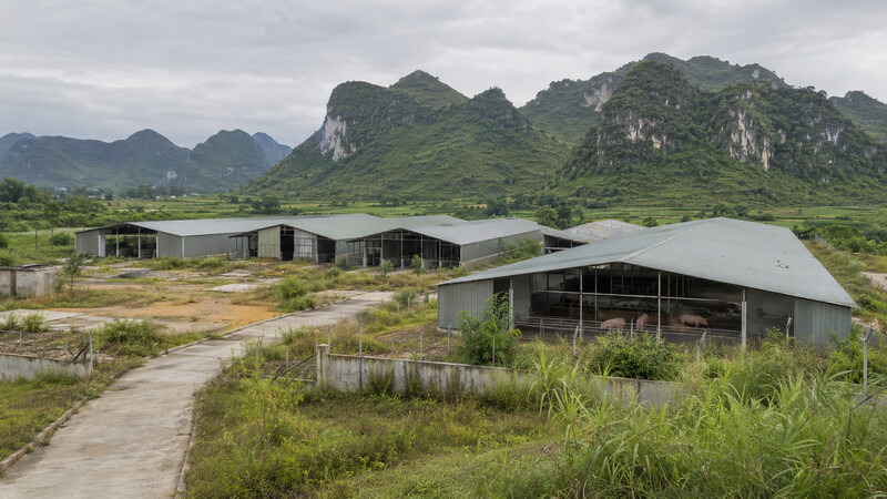 Lang Son agrees in principle to terminate two pig farm projects. Photo created by AI