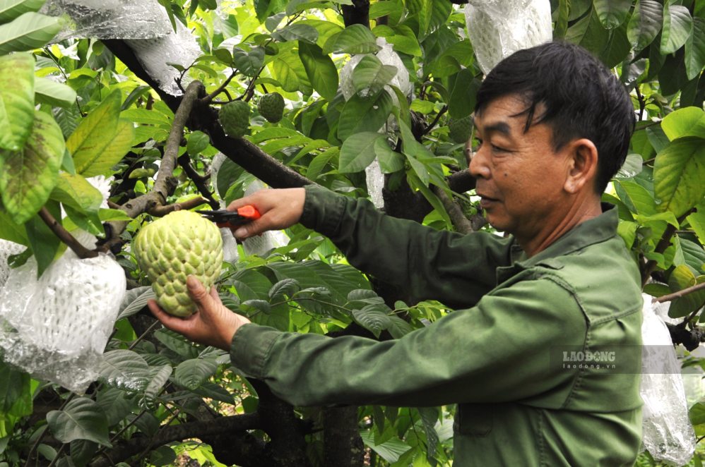 People in Lech village, Mai Son commune, Son La province harvesting Thai custard apple. Photo: Truong Son
