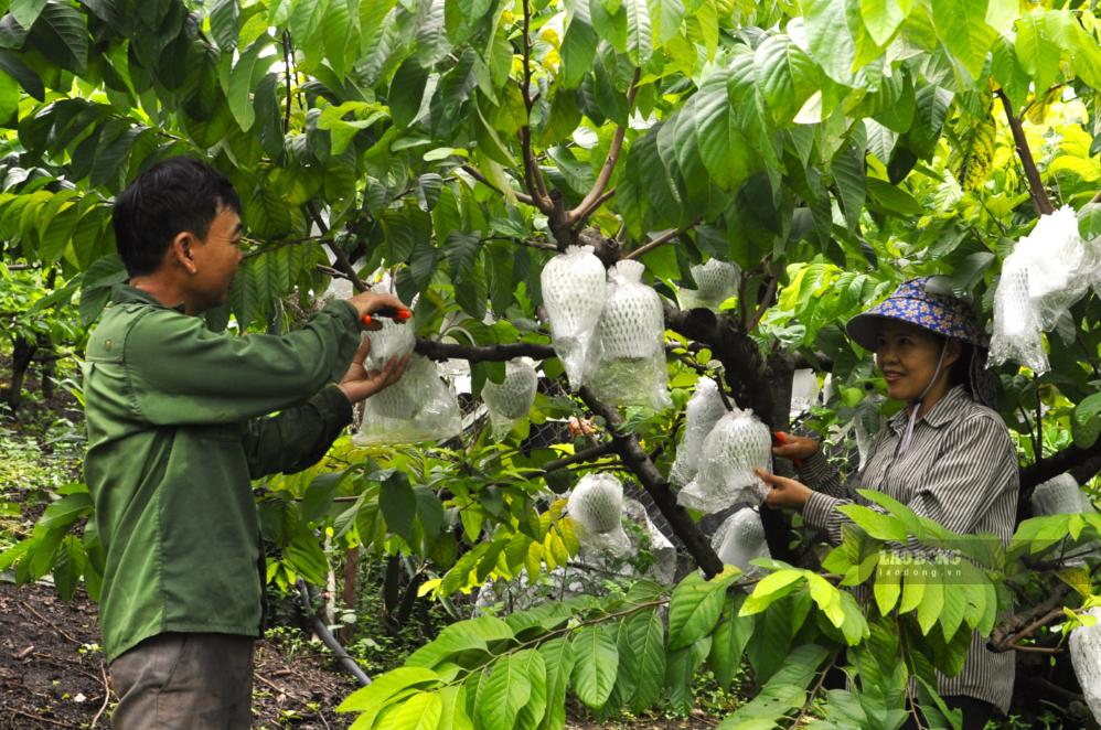 Người dân bản Lếch, xã Mai Sơn thu hoạch na. Ảnh: Trường Sơn