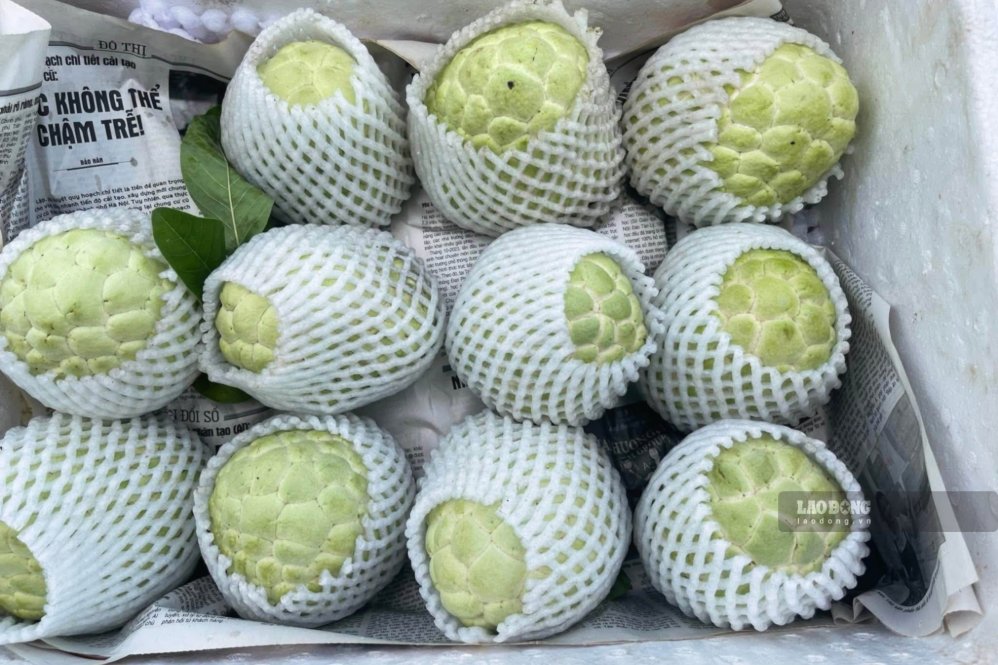 Na sau khi thu hoạch được nhà vườn đóng gói cẩn thận trước khi xuất bán. Ảnh: Trường Sơn