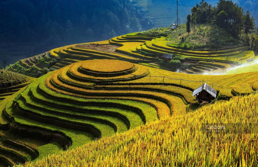 Mùa lúa Mù Cang Chải kéo dài từ cuối tháng 8 tới đầu tháng 10
