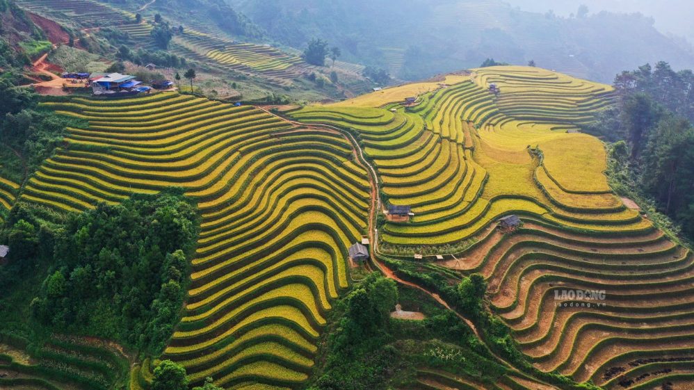 Mùa vàng gọi khách đến các bản làng Mù Cang Chải