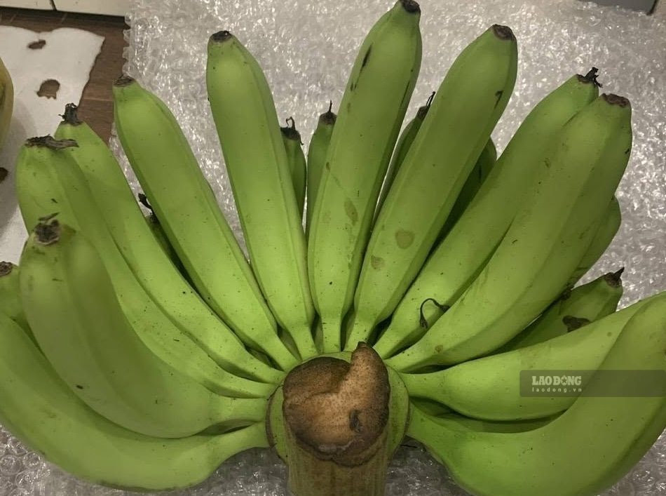 People with liver disease should pay attention to some points when eating green bananas. Photo: Kieu Vu
