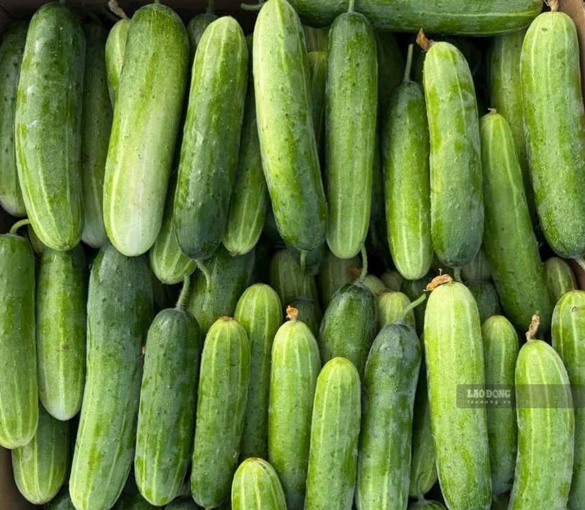 Cucumbers can help reduce uric acid if eaten properly. Photo: Kieu Vu