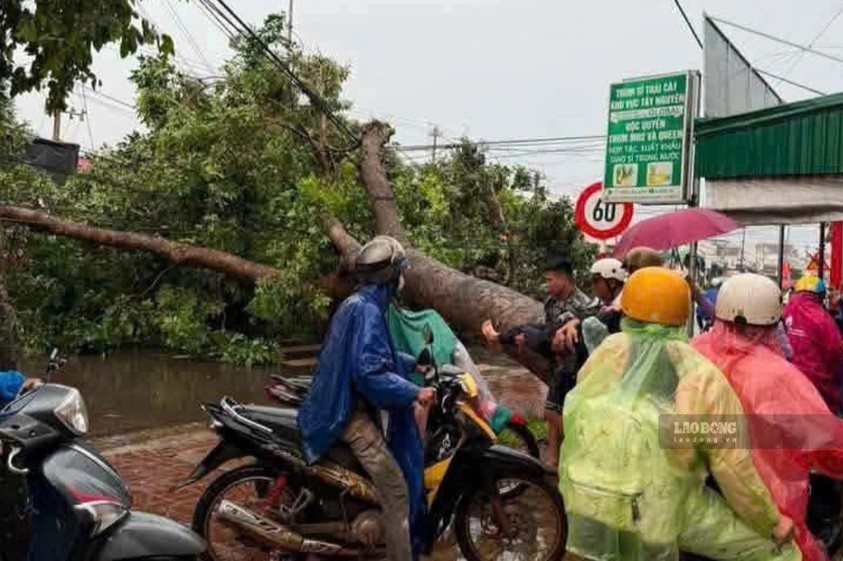 Scene of a fallen green tree that killed a young man. Photo: Thanh Le