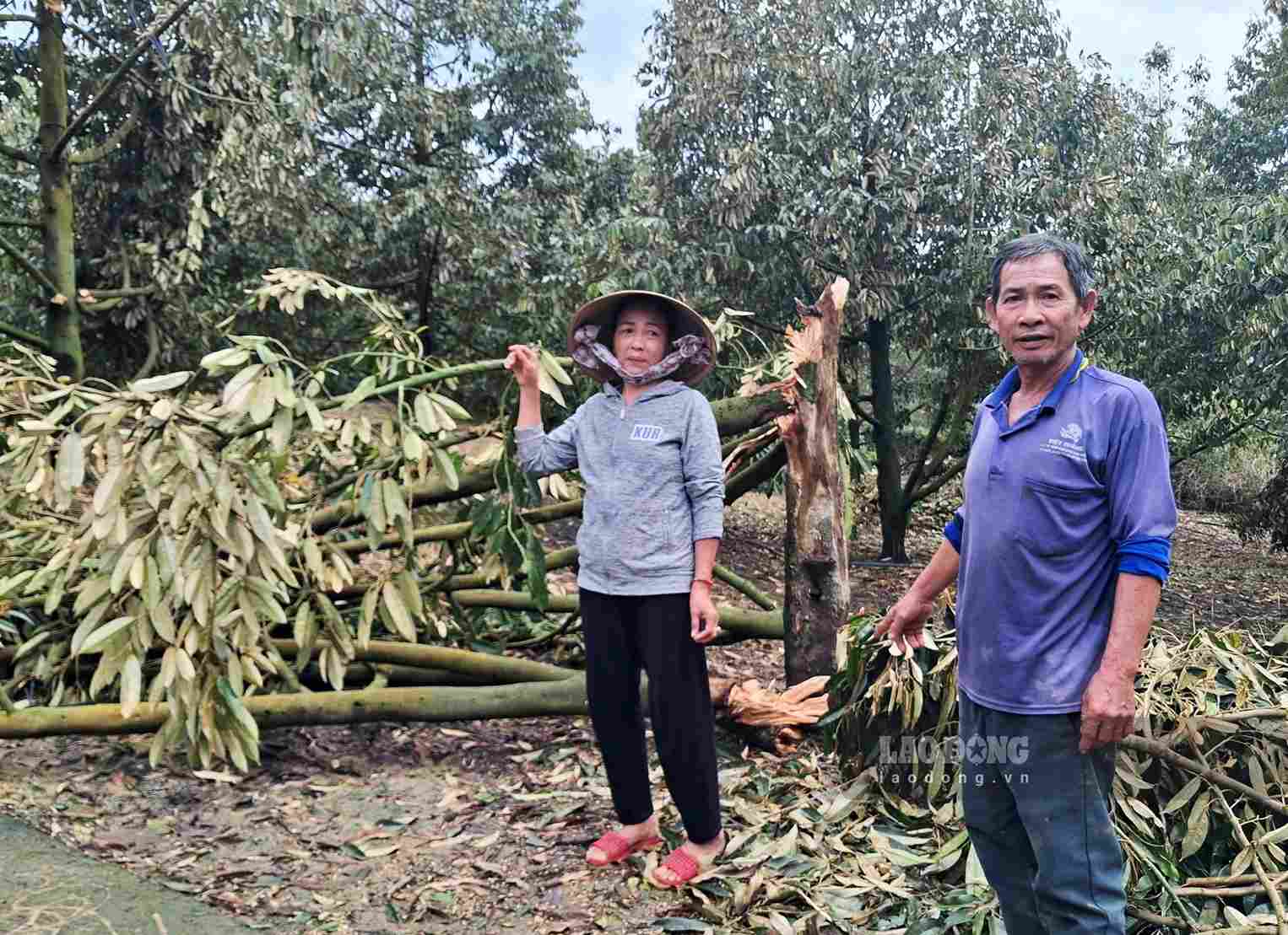 Vợ chồng ông Đặng Văn Hòa (Bình An, xã Đạ Huoai 2) xót xa nhìn vườn sầu riêng bị lốc xoáy quật đổ. Ảnh: Phúc Khánh
