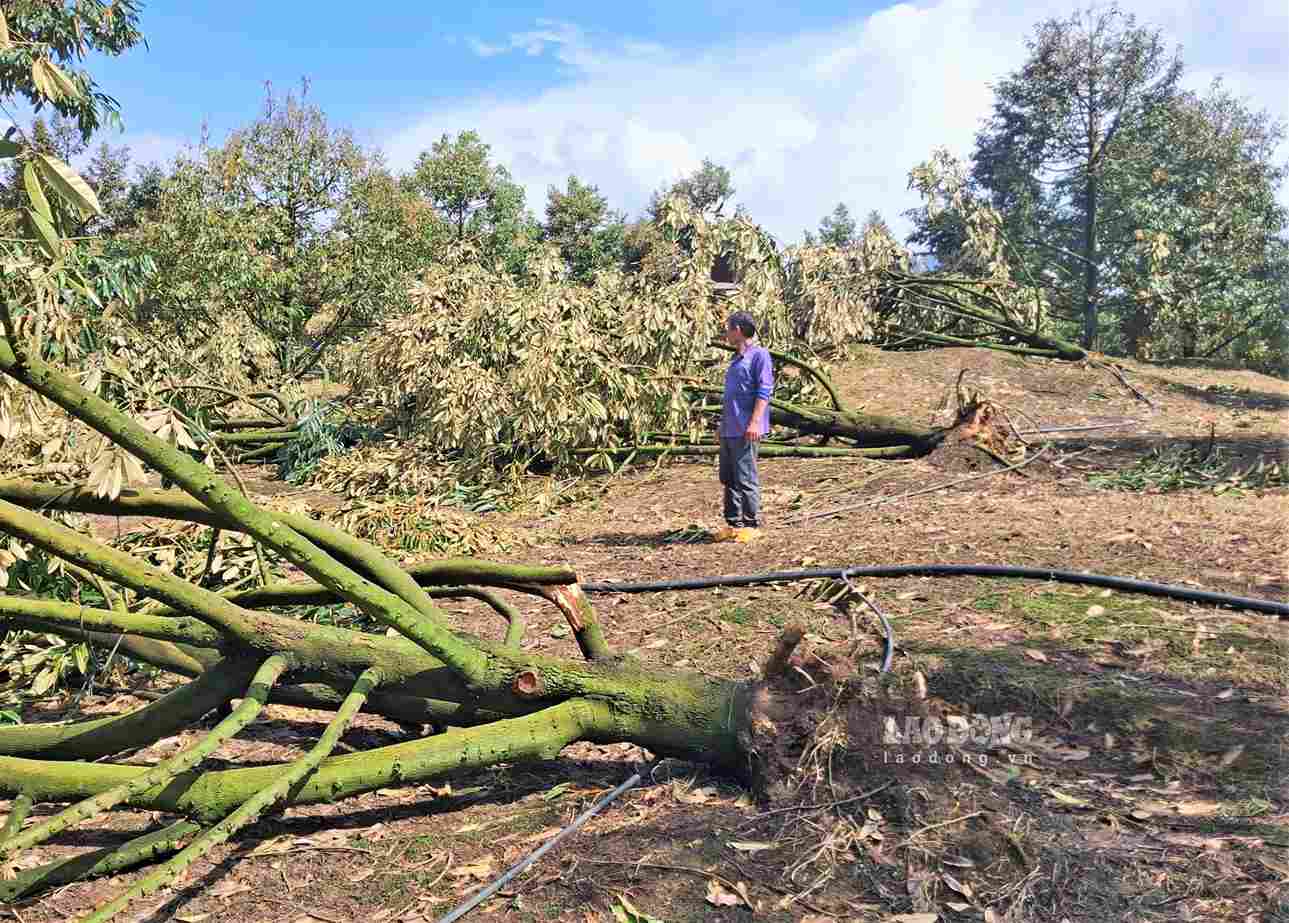 Durian of people in Da Huoai 2 commune was uprooted and fallen by tornadoes, causing heavy damage. Photo: Phuc Khanh