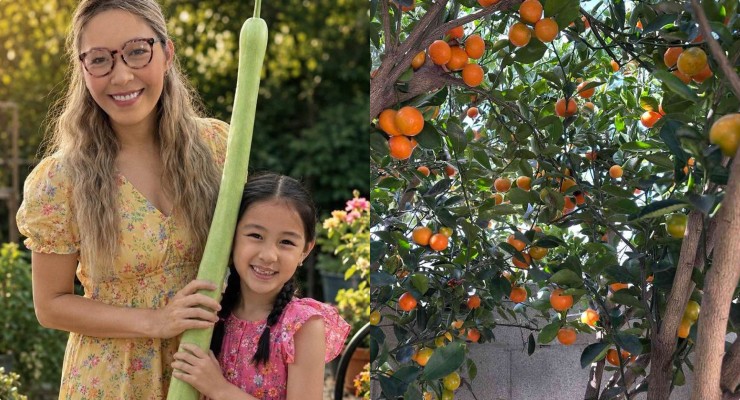 Living space filled with fruit trees of Binh Phuong and his daughter. Photo: Artist provided