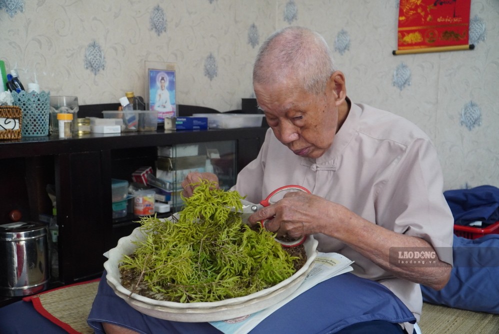 Những lúc rảnh ông lại ngồi cắt lá đinh lăng để pha nước uống. Ảnh: Minh Tâm