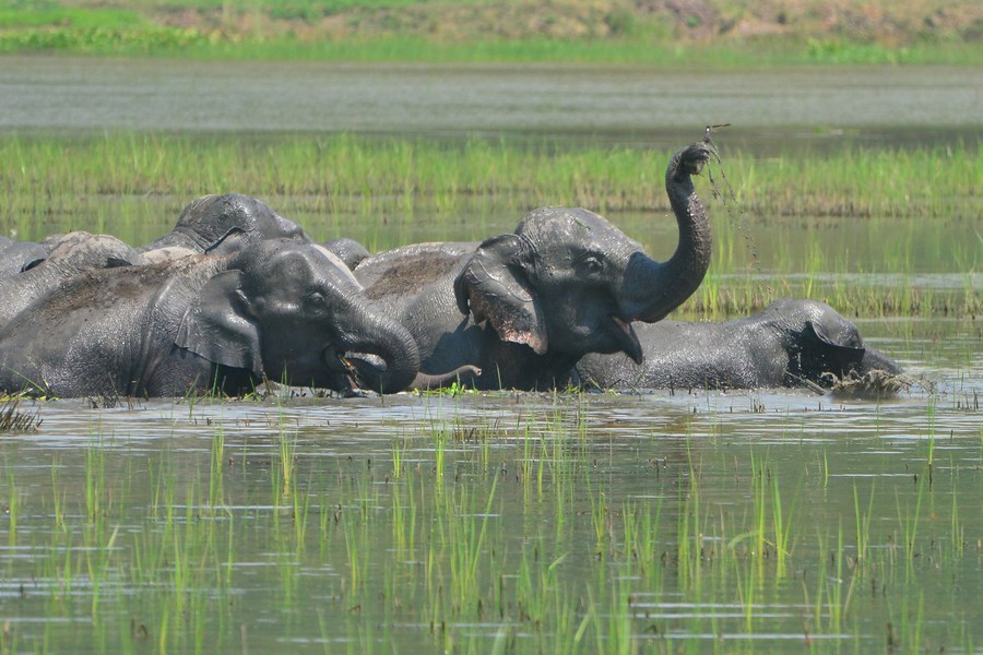 Wild elephant herd in a wetland area in northeastern India. Photo: Xinhua