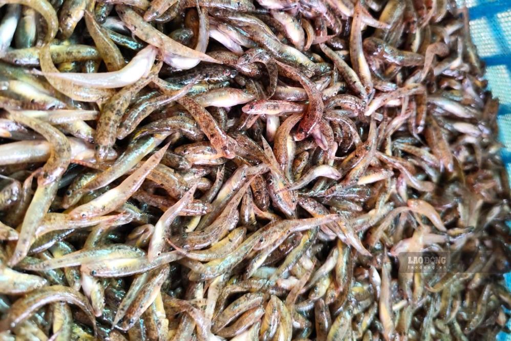 Sau sơ chế cá, tôm được tiêu thụ tại nhiều tỉnh, thành miền Bắc. Ảnh: Trường Sơn