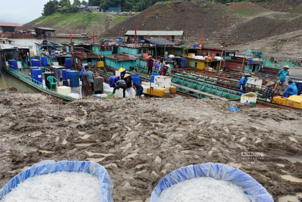Each boat returning from fishing on Son La hydropower brings back river shrimp, goby fish and many natural aquatic products. Photo: Truong Son