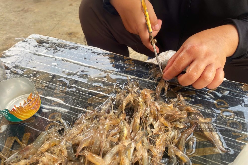 Lao động sơ chế tôm tại cơ sở Thái thủy sản Quỳnh Nhai. Ảnh: Trường Sơn