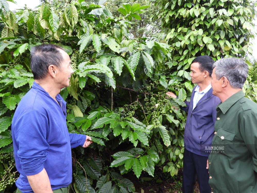 Nhiều gia đình ở xã được người uy tín động viên, hỗ trợ sản xuất nông nghiệp. Ảnh: Lê Duyên