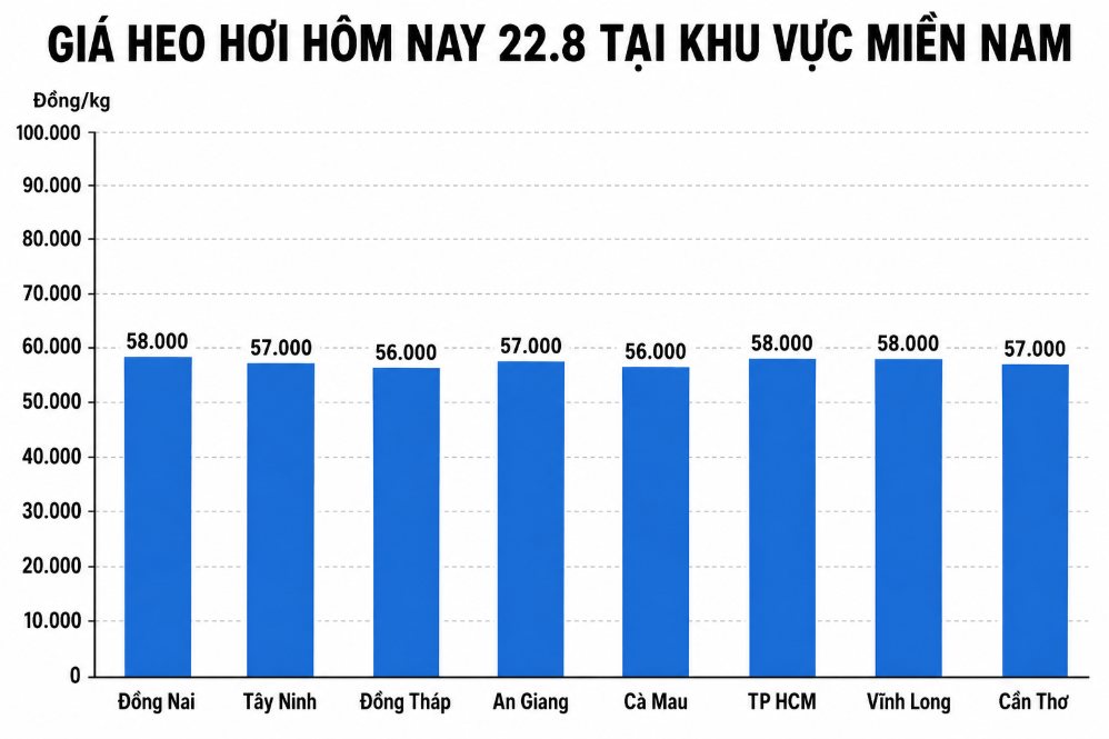 Giá heo hơi hôm nay 22.8 tại khu vực miền Nam. Đồ họa: Thùy Linh